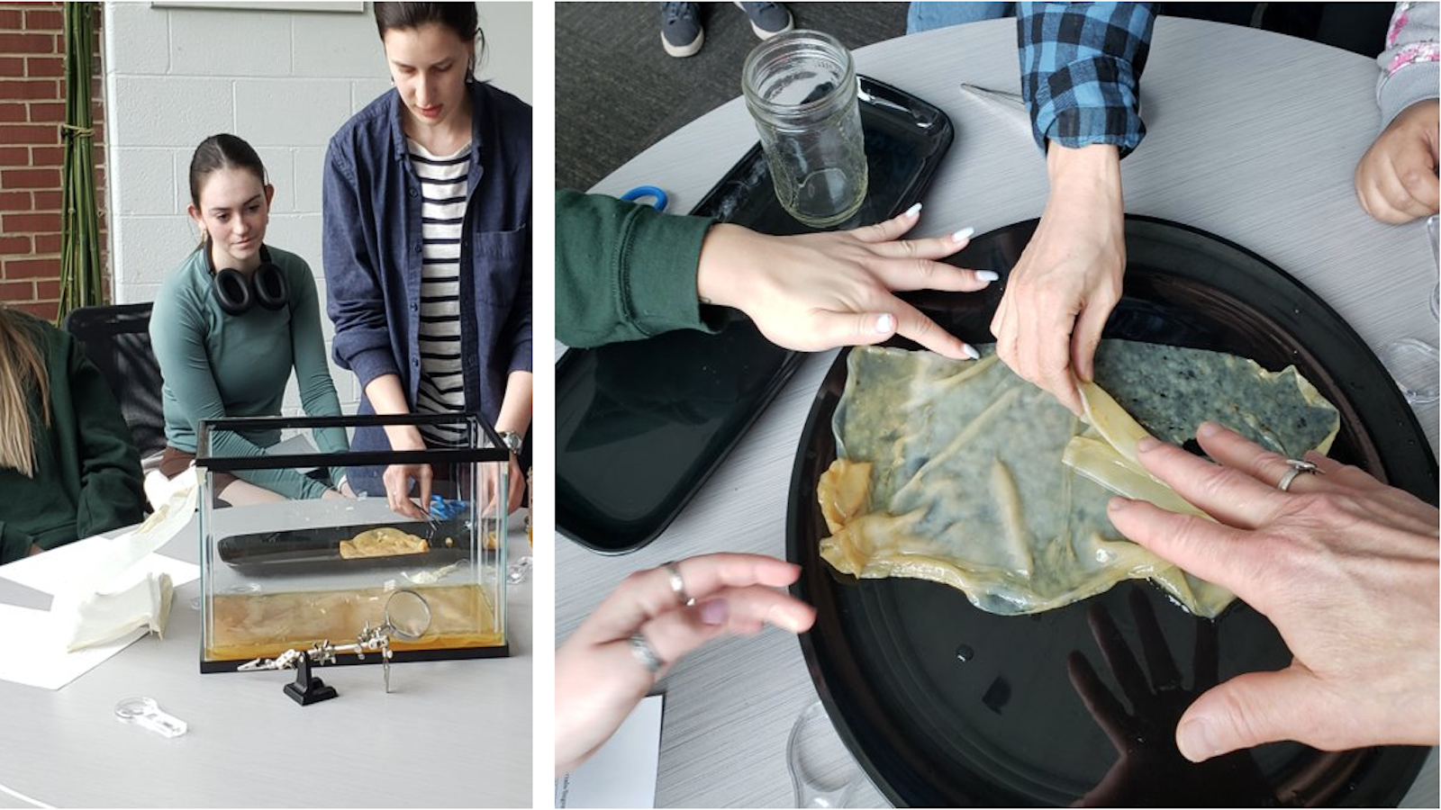 students working with bio materials made in the lab